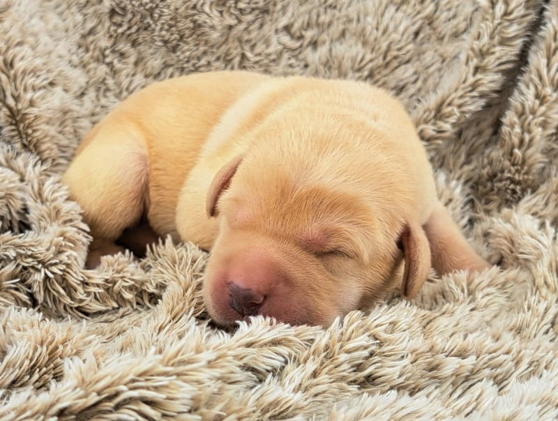 Labrador Retriever - of Mayajoe's Dreams