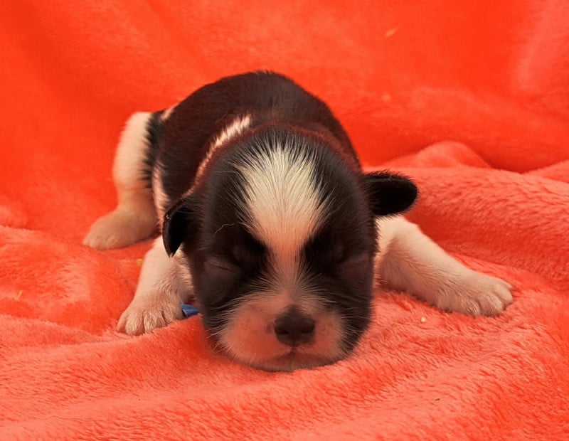 Shih Tzu - of Mayajoe's Dreams