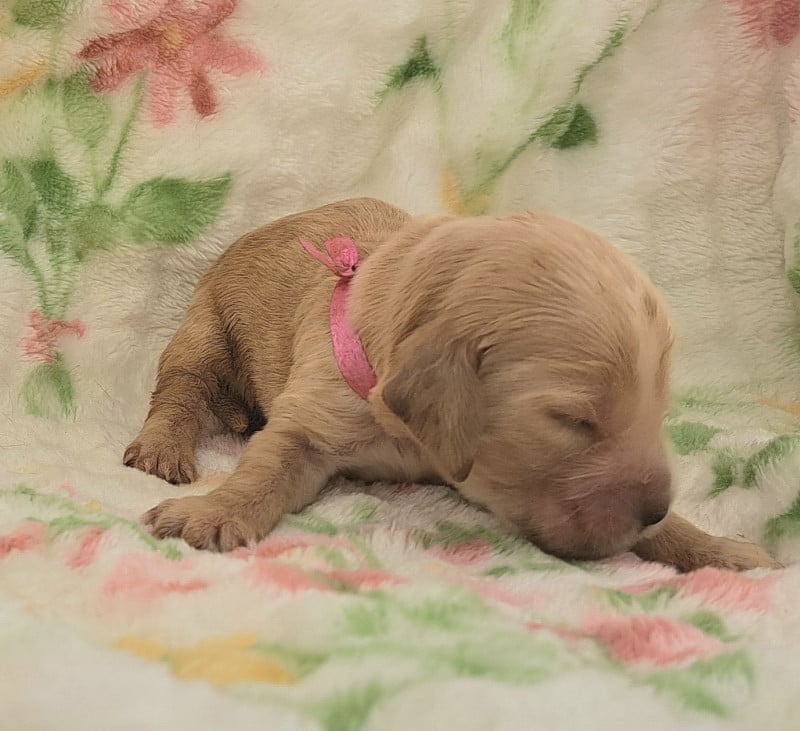 Cocker Spaniel Anglais - of Mayajoe's Dreams