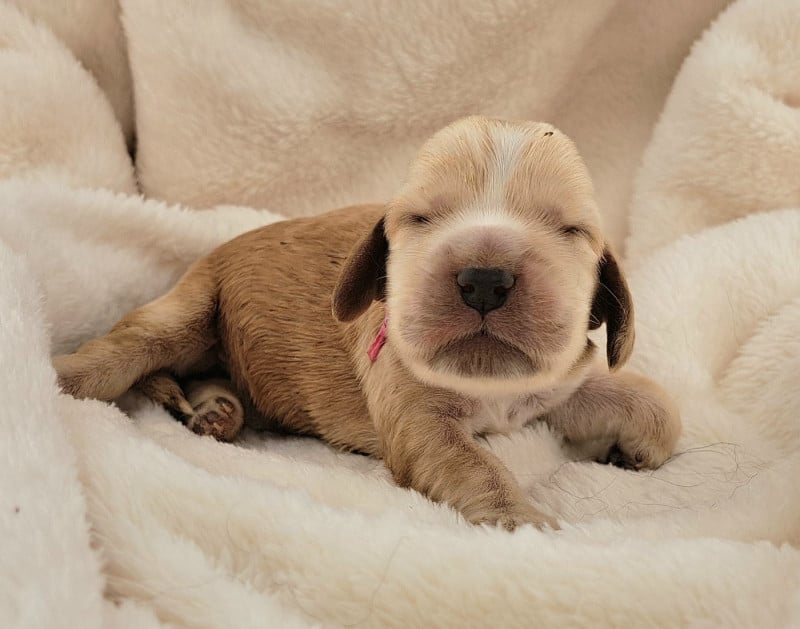 Cocker Spaniel Anglais - of Mayajoe's Dreams
