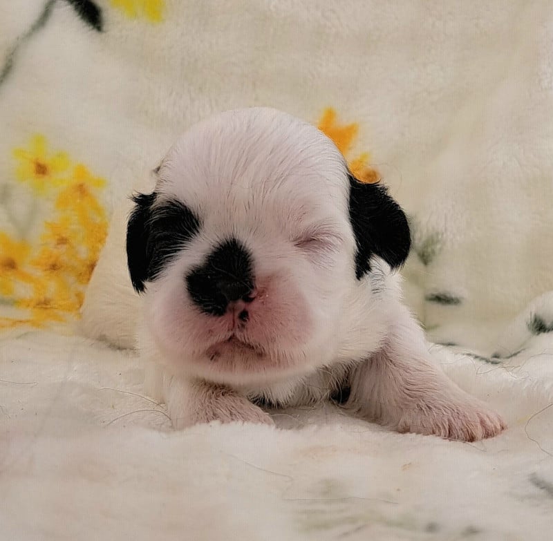 Shih Tzu - of Mayajoe's Dreams