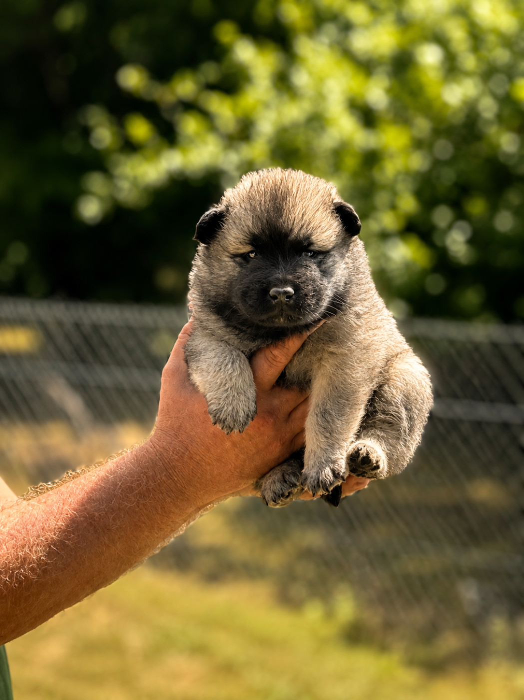 Chiot N°5 - Eurasier