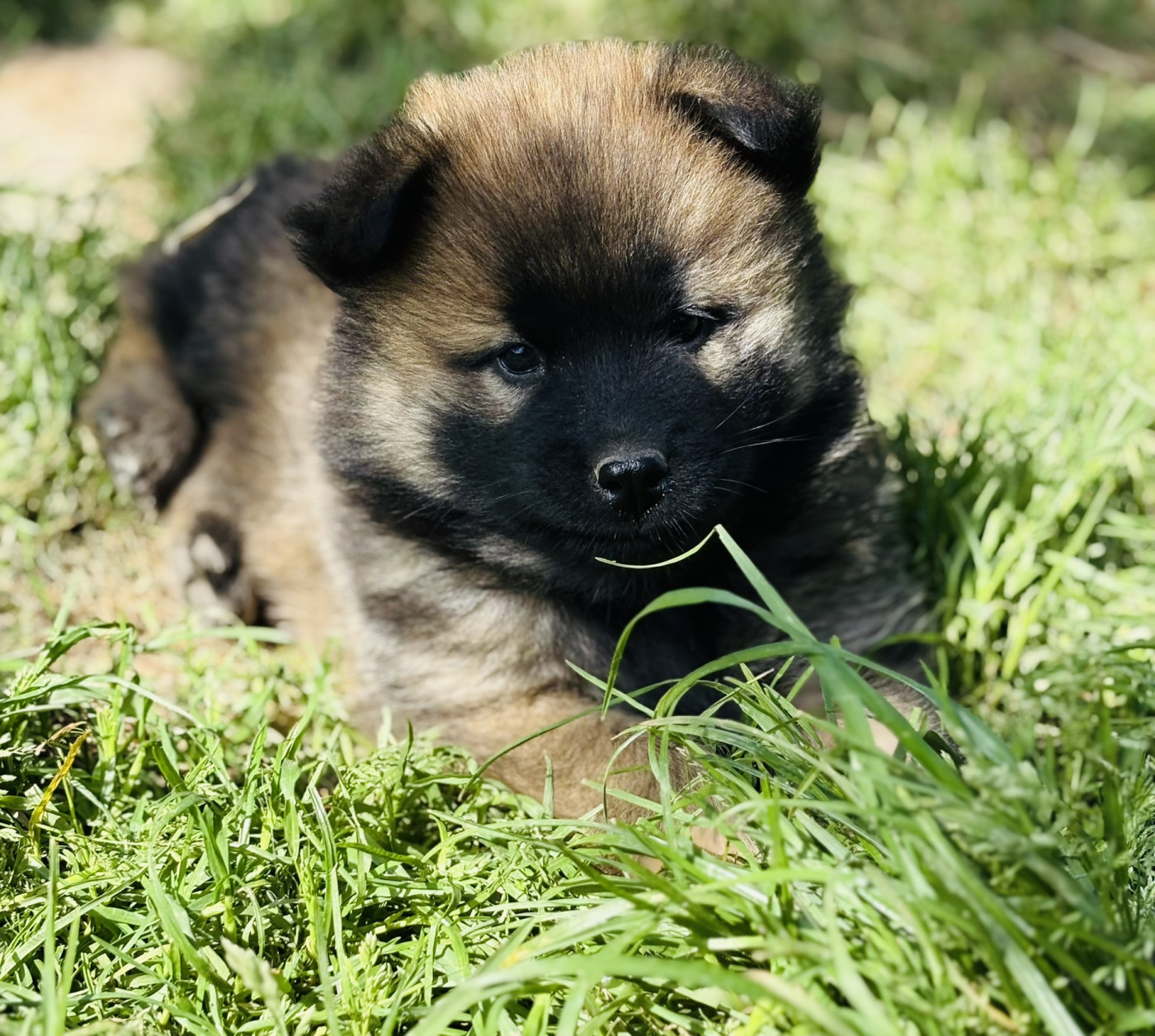 Chiot N°7 - Eurasier