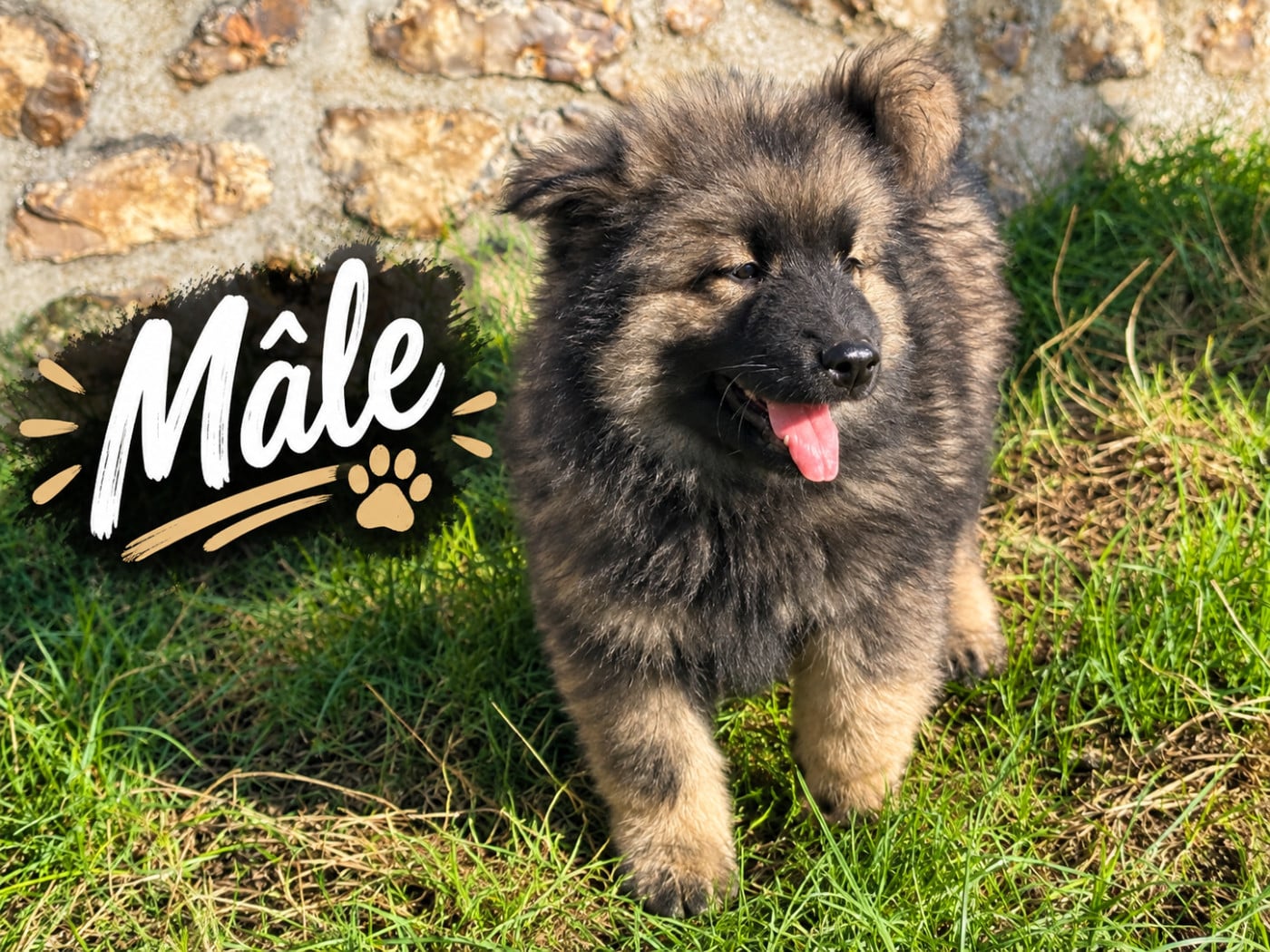 Chiot N°1 - Eurasier