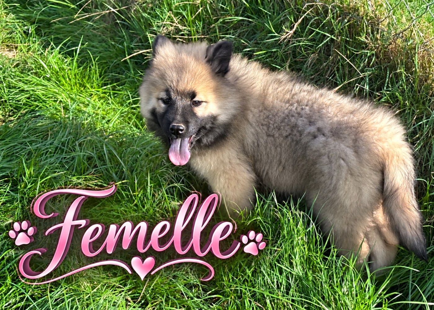 Chiot N°5 - Eurasier