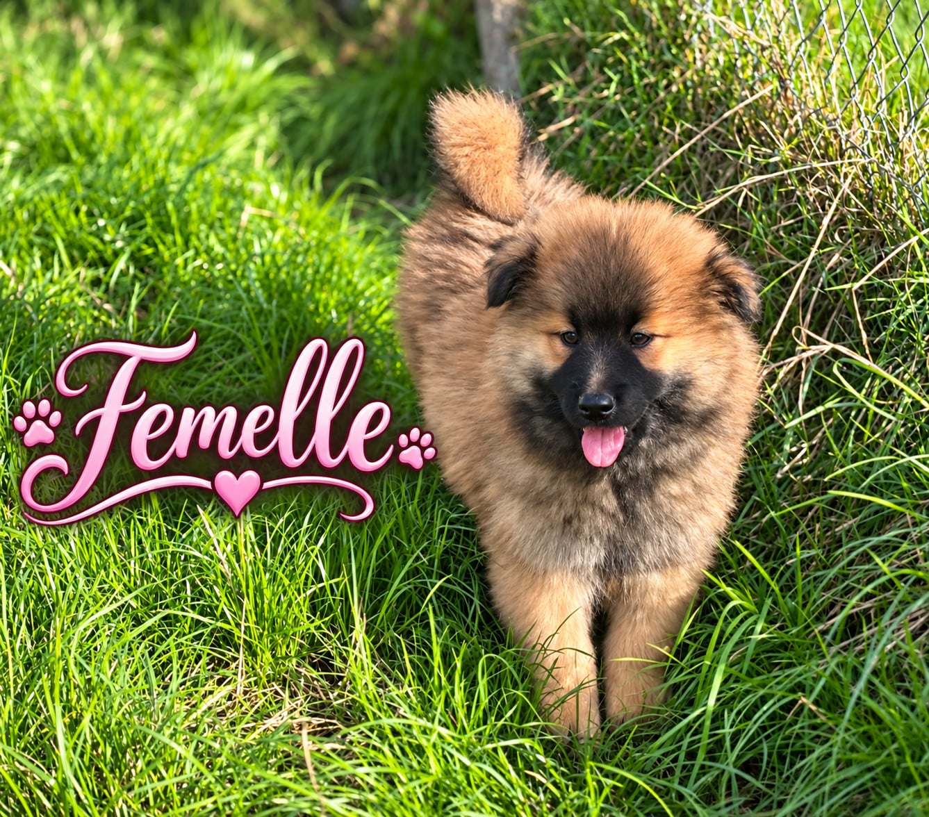 Chiot N°6 - Eurasier