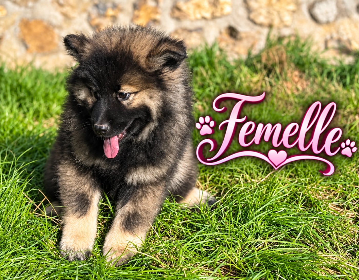 Chiot N°7 - Eurasier