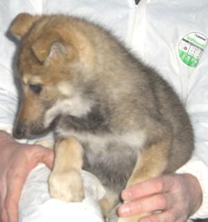 Chiot Chien Loup Tchecoslovaque Hank Mâle Disponible En