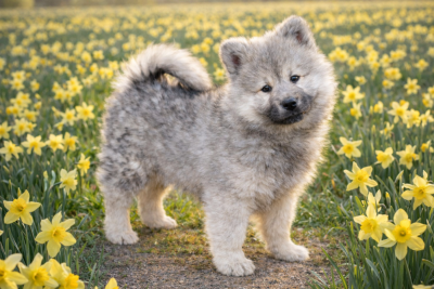 Les chiots de Eurasier