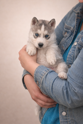 Les chiots de Siberian Husky