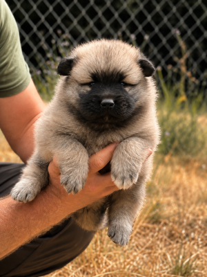 Les chiots de Eurasier