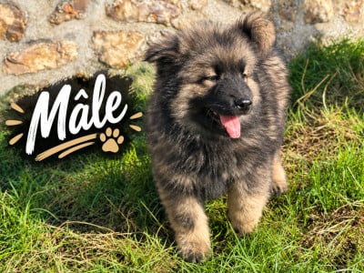 Les chiots de Eurasier
