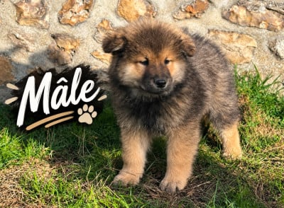 Les chiots de Eurasier