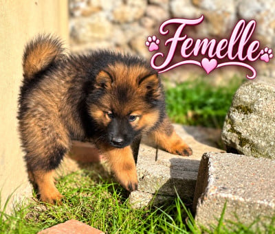 Les chiots de Eurasier