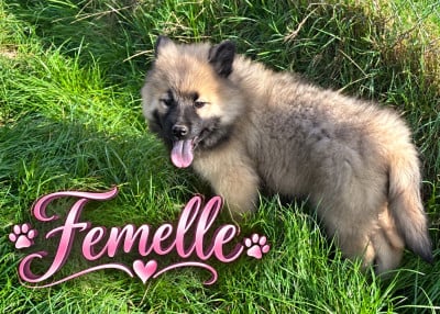 Les chiots de Eurasier