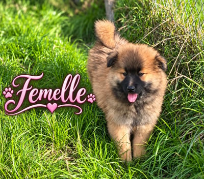 Les chiots de Eurasier
