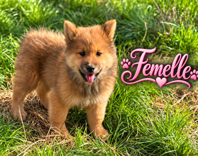 Les chiots de Eurasier