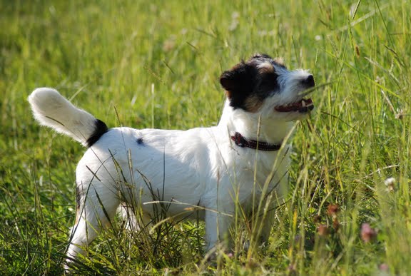 Publication : Original master's voice Auteur : Karine Rouillé