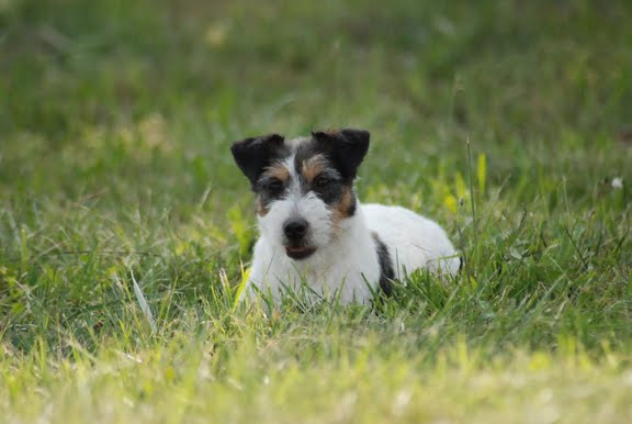 Publication : Original master's voice Auteur : Karine Rouillé