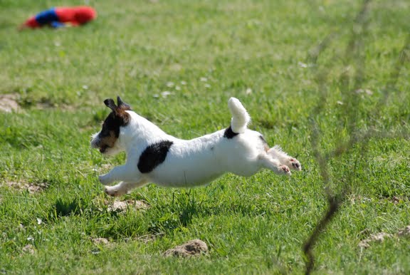 Publication : Original master's voice Auteur : Karine Rouillé