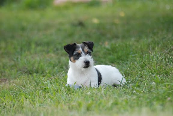 Publication : Original master's voice Auteur : Karine Rouillé