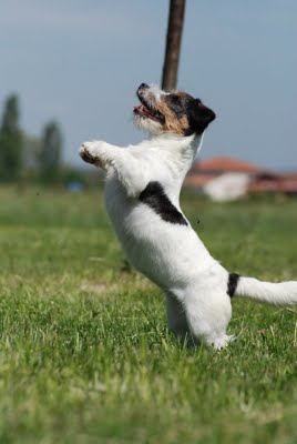 Publication : Original master's voice Auteur : Karine Rouillé