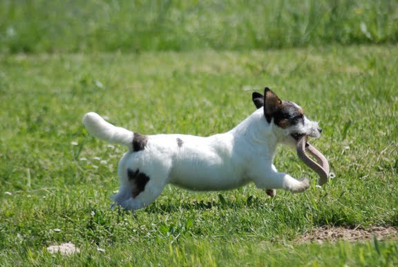 Publication : Original master's voice Auteur : Karine Rouillé