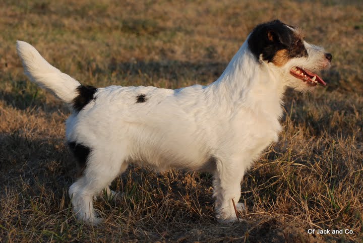 Publication : Original master's voice Auteur : Karine Rouillé