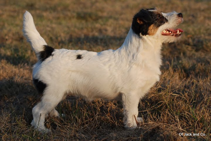 Publication : Original master's voice Auteur : Karine Rouillé