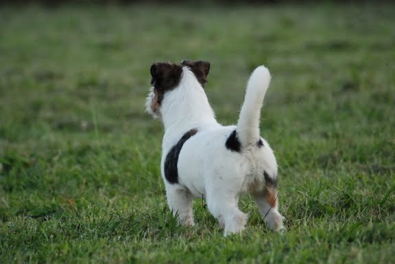 Publication : Original master's voice Auteur : Karine Rouillé