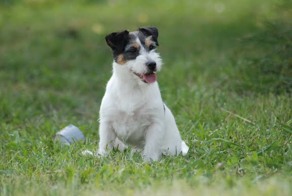 Publication : Original master's voice Auteur : Karine Rouillé