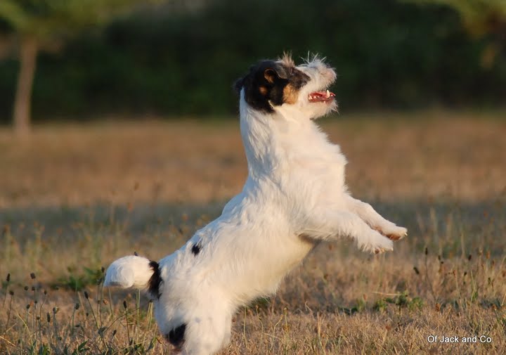 Publication : Original master's voice Auteur : Karine Rouillé