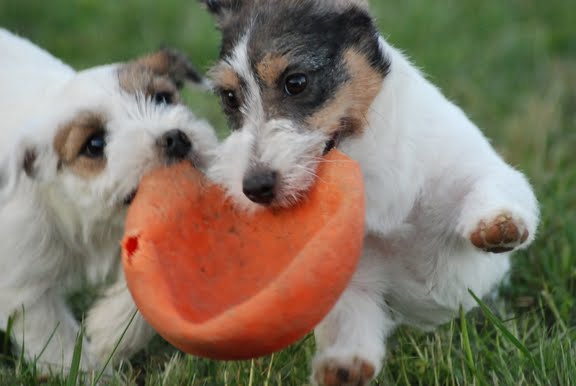 Publication : Original master's voice Auteur : Karine Rouillé
