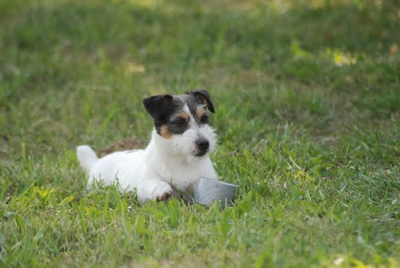 Publication : Original master's voice Auteur : Karine Rouillé