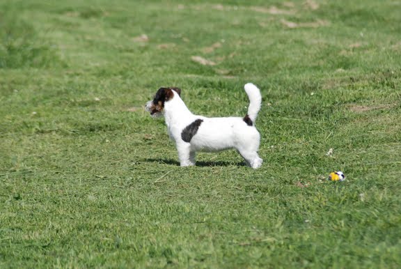 Publication : Original master's voice Auteur : Karine Rouillé