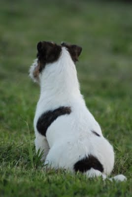 Publication : Original master's voice Auteur : Karine Rouillé