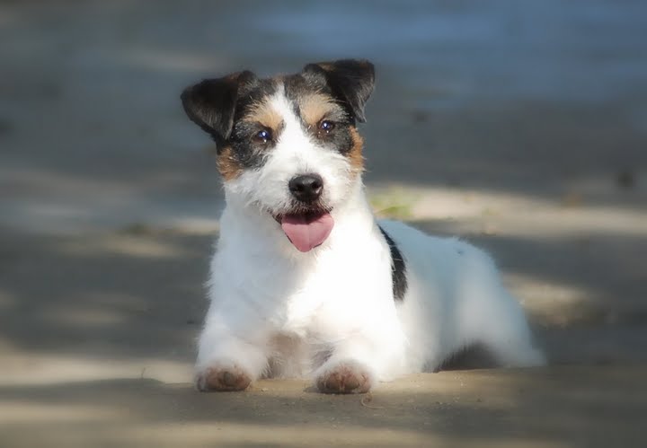 Publication : Original master's voice Auteur : Karine Rouillé