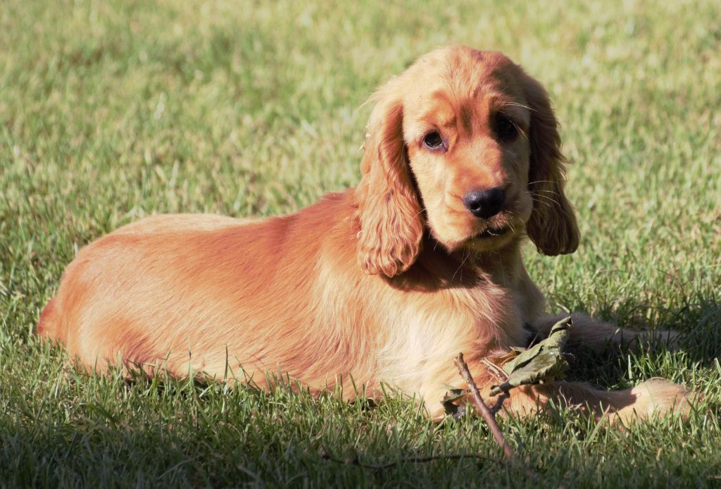 CHIOT 1 - Cocker Spaniel Anglais