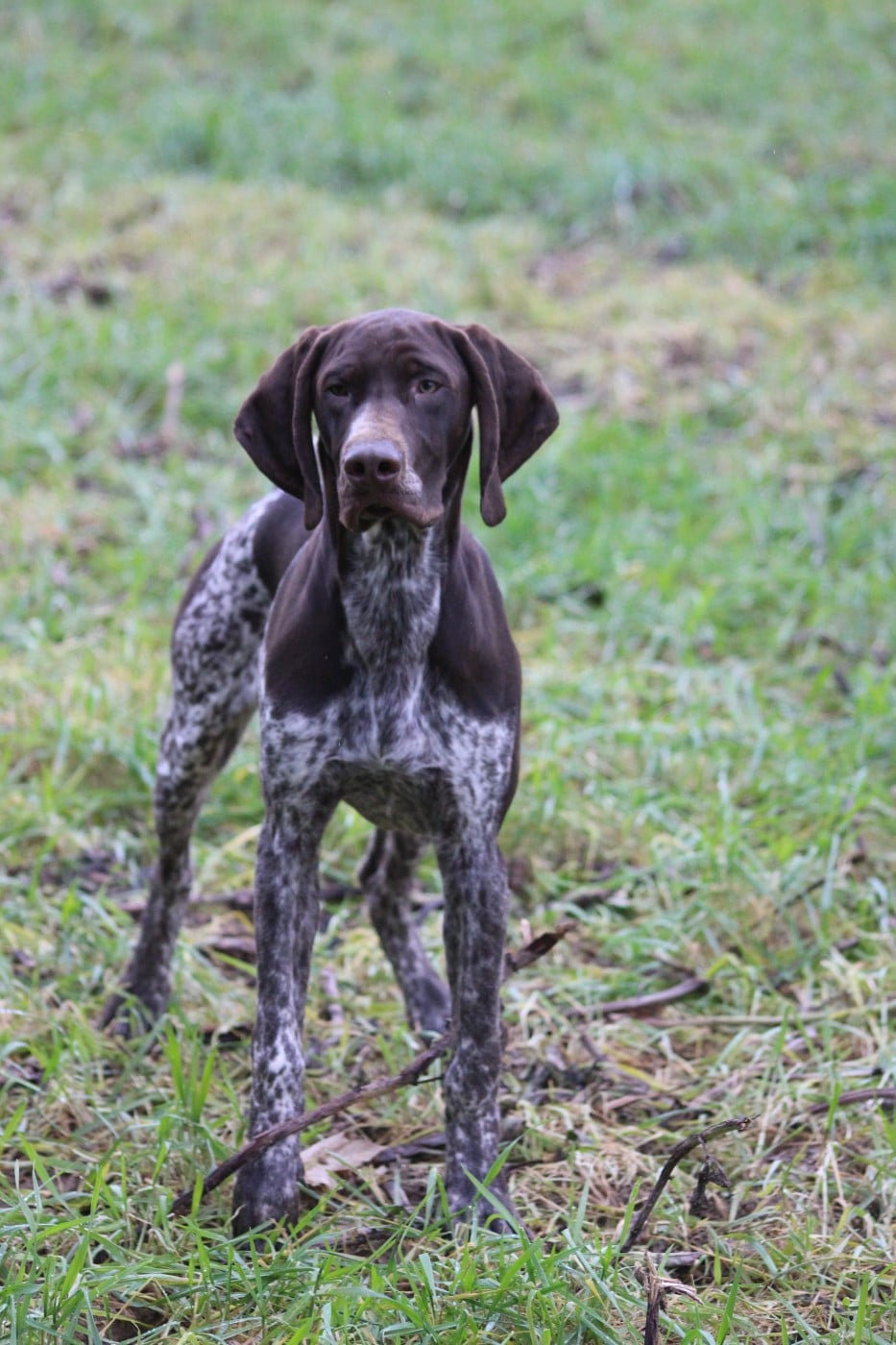 CHIOT - Braque allemand à poil court