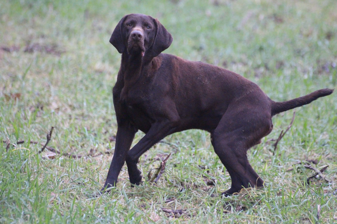 Vans - Braque allemand à poil court