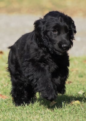 Les chiots de Cocker Spaniel Anglais