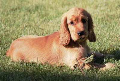 Les chiots de Cocker Spaniel Anglais