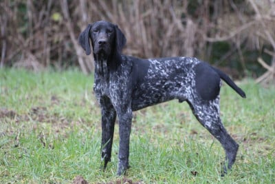 Les chiots de Braque allemand à poil court
