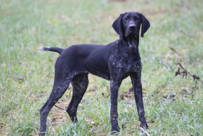 Les chiots de Braque allemand à poil court
