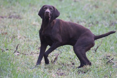 Braque allemand à poil court