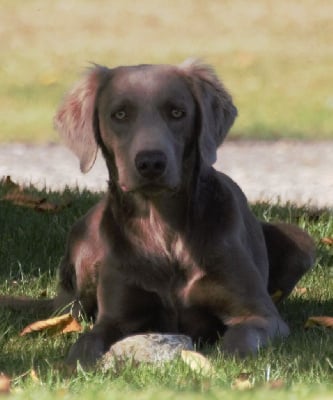 Les chiots de Braque de Weimar