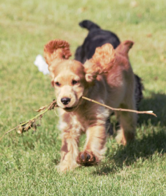 Les chiots de Cocker Spaniel Anglais