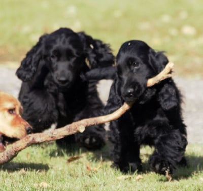 Les chiots de Cocker Spaniel Anglais