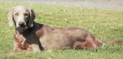 Les chiots de Braque de Weimar