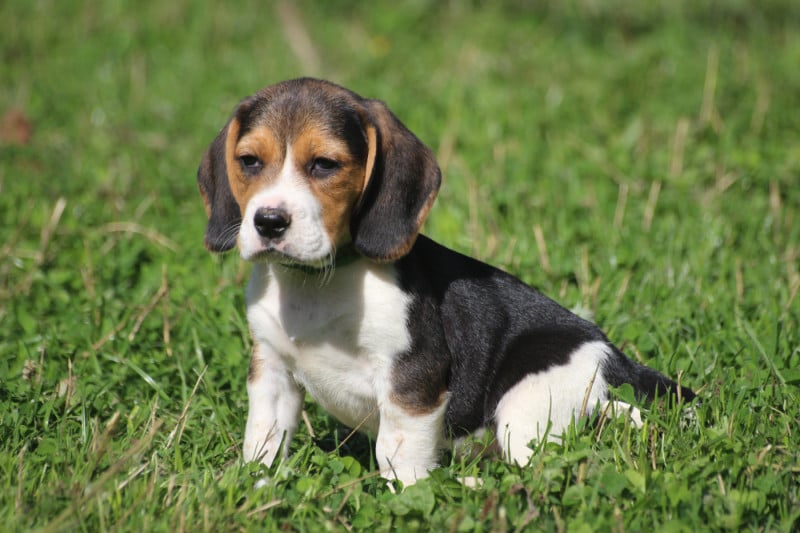 Beagle - De beaudribos